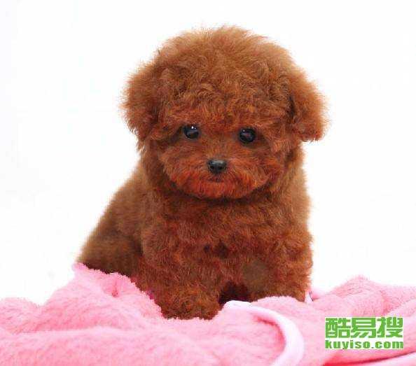 天门泰迪爆料视频大全集,揭秘幕后真相  第2张